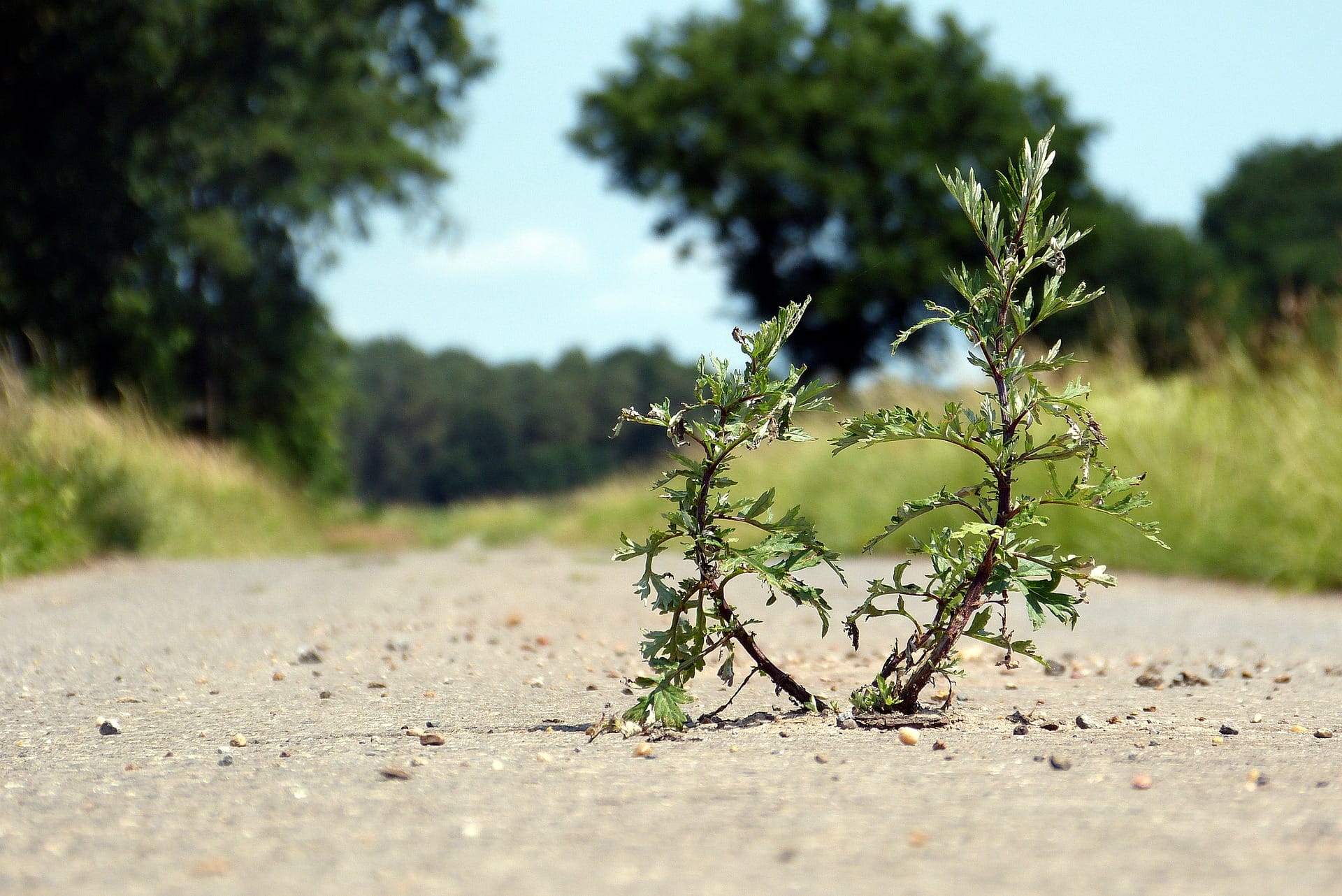 Pflanze die auf festgefahrenem Weg wächst.