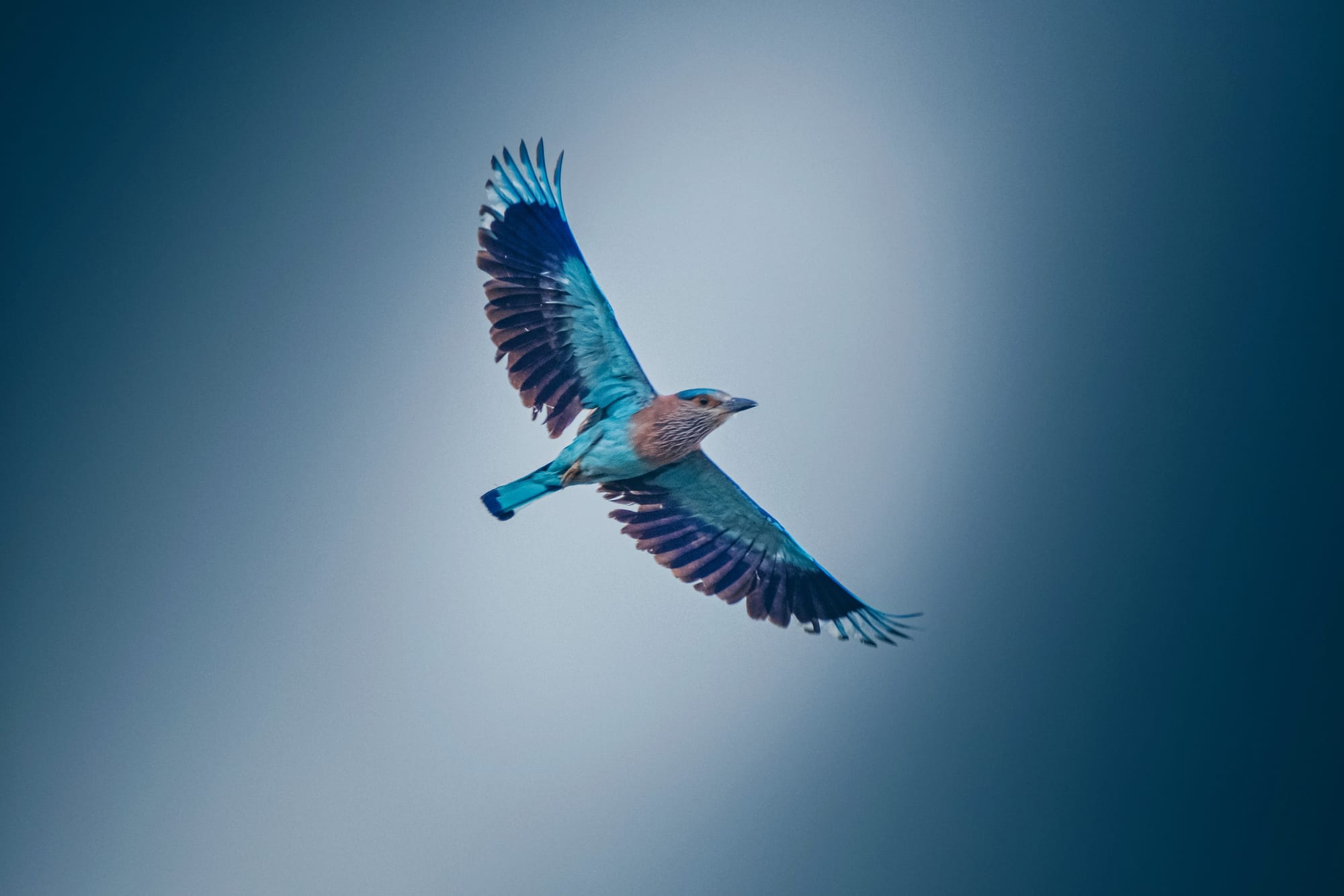 fliegender blauer Vogel