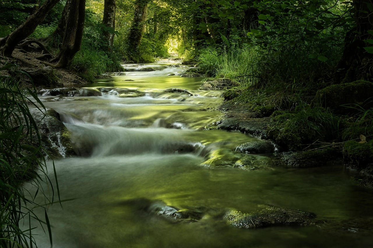 Bach im Wald