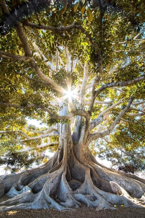 Baum mit vielen lichtdurchfluteten Ästen.