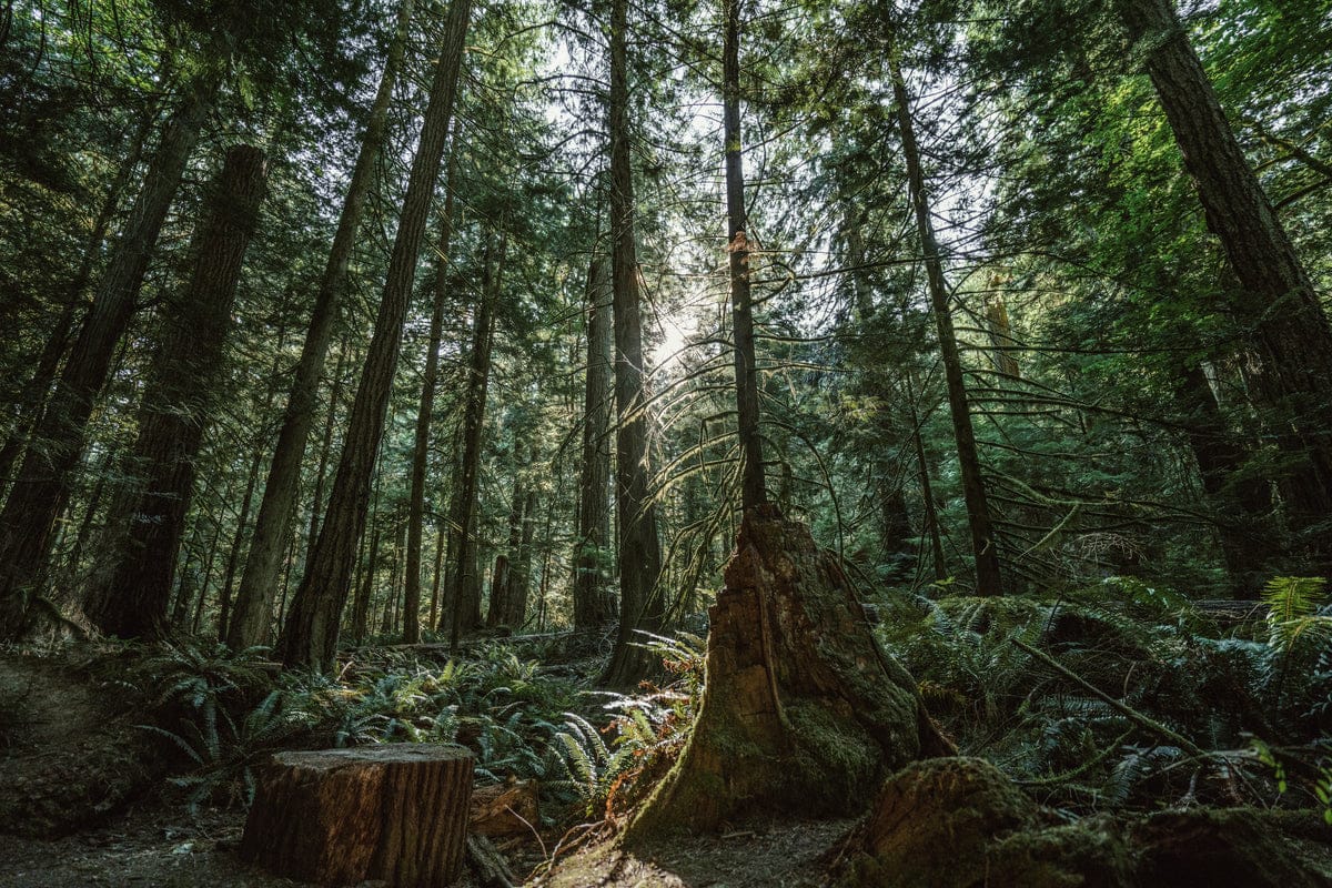 Sonnenstrahlen im Wald — Licht, das durch jede Dunkelheit dringt