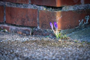 Frieden und Schönheit